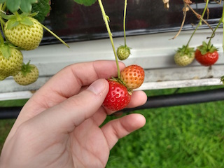 A photo of a cojoined strawberry being held.